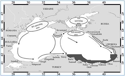 Understanding the Impact of Environmental Variability on Anchovy Overwintering Migration in the Black Sea and its Implications for the Fishing Industry